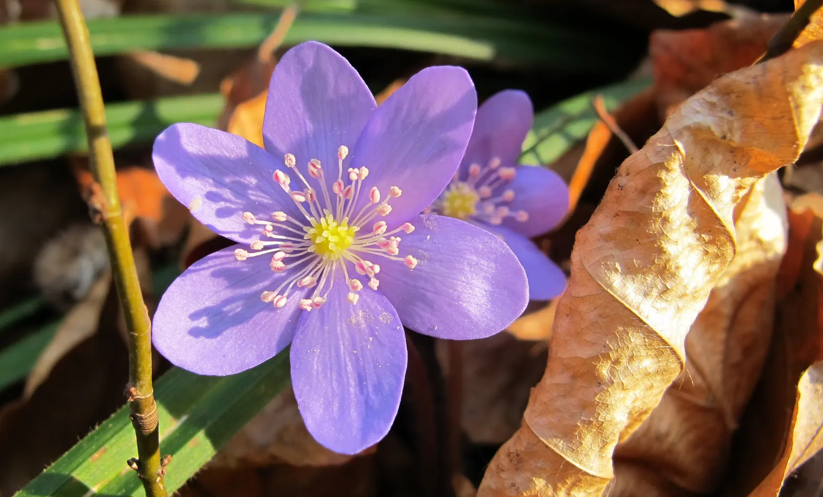 Liverleaf (Hepatica Nobilis) — blue flowers in the garden; providing year-round interest, image 183