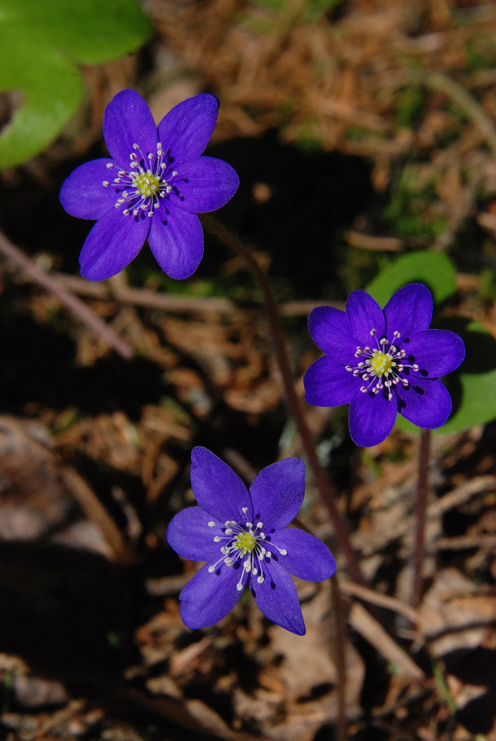 Liverleaf (Hepatica Nobilis) — this low-growing plant typically reaches heights of just 4 to 6 inches; the pennywort prefers well-drained, image 194