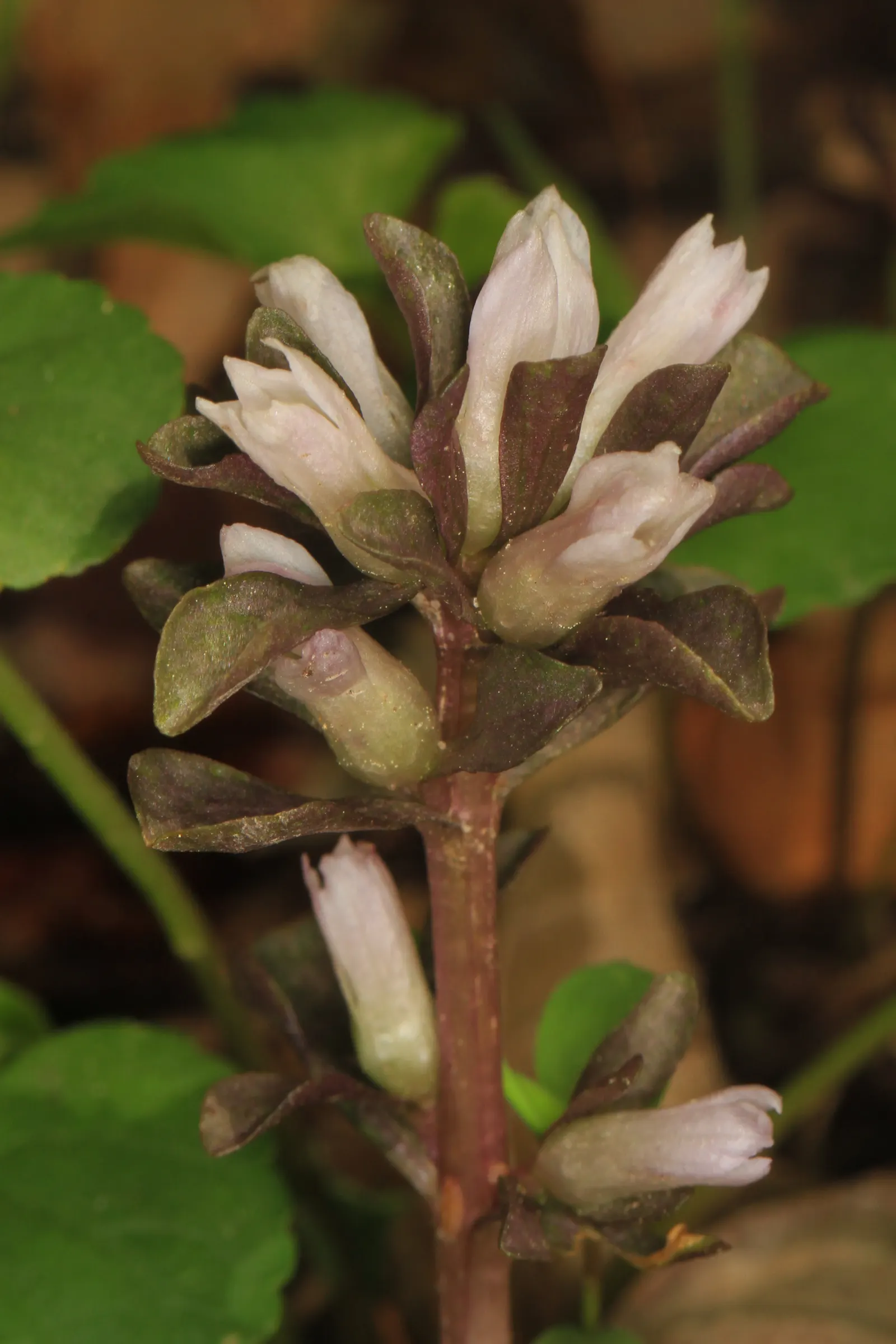 Liverleaf (Hepatica Nobilis) — or white.<br><br>The leaves of Hepatica nobilis are uniquely shaped; these evergreen leaves emerge in a beautiful, image 88