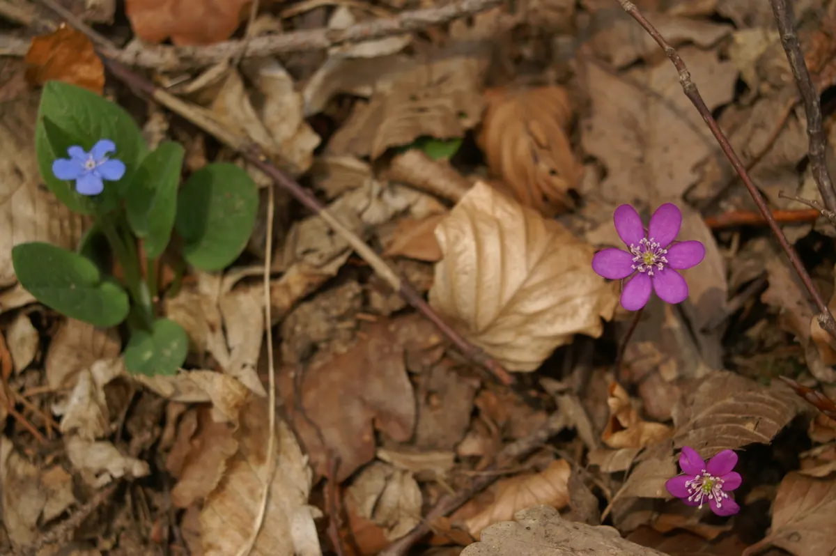 Liverleaf (Hepatica Nobilis) — bronze-purple hue during the spring before maturing to a rich green.<br><br>Hardy in USDA zones 4 through 8; each, image 133