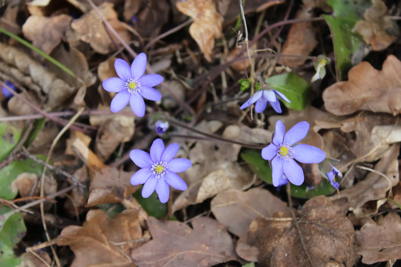Liverleaf (Hepatica Nobilis) — Its early flowering fills the gaps before other perennials awake; the Hepatica nobilis offers a ground layer that is, image 105