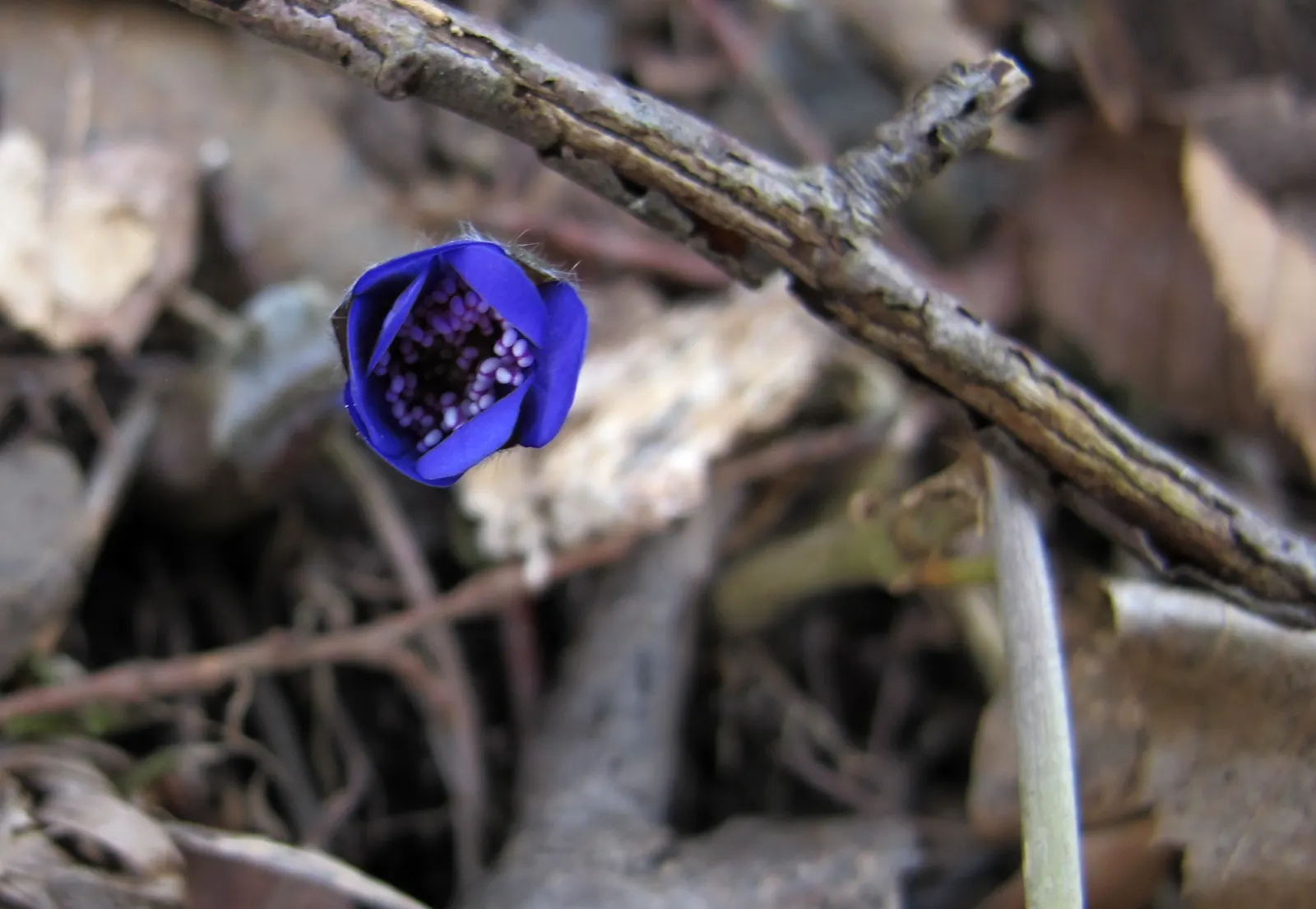 Liverleaf (Hepatica Nobilis) — bronze-purple hue during the spring before maturing to a rich green.<br><br>Hardy in USDA zones 4 through 8; each, image 96