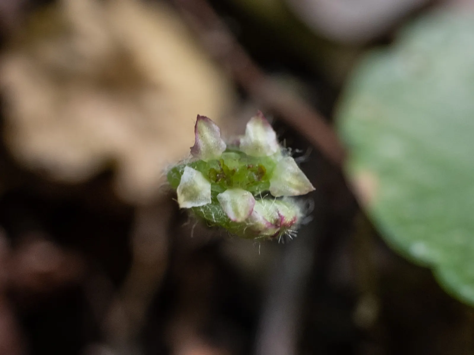 Liverleaf (Hepatica Nobilis) — They measure about 2 to 3 inches across; a low-maintenance groundcover, it adds a splash of color in woodland settings or shaded