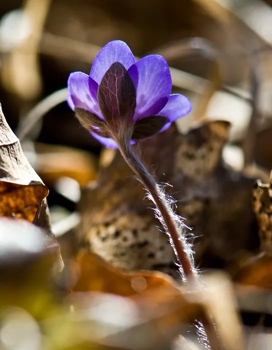 Liverleaf (Hepatica Nobilis) — A low-maintenance groundcover, it adds a splash of color in woodland settings or shaded rock gardens; attracting, image 153