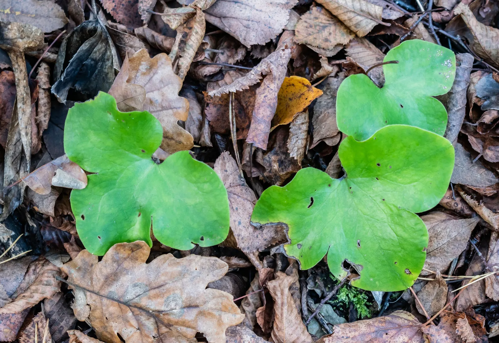 Liverleaf (Hepatica Nobilis) — blue flowers in the garden; providing year-round interest, image 146