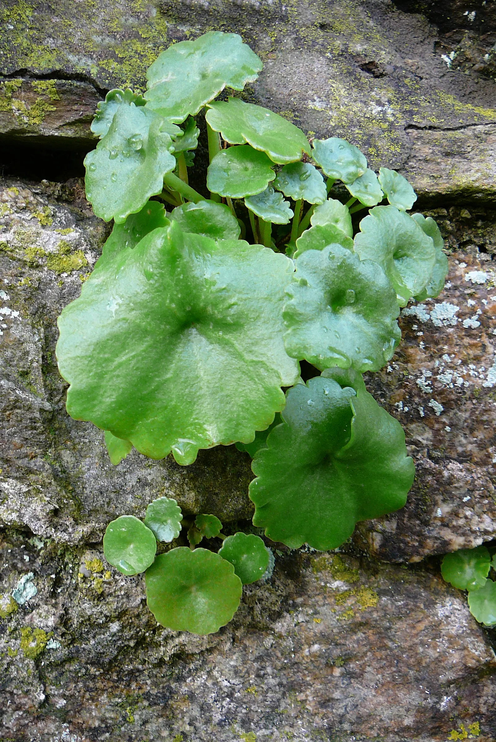 Liverleaf (Hepatica Nobilis) — which appear in shades of blue; or white.<br><br>The leaves of Hepatica nobilis are uniquely shaped, image 87