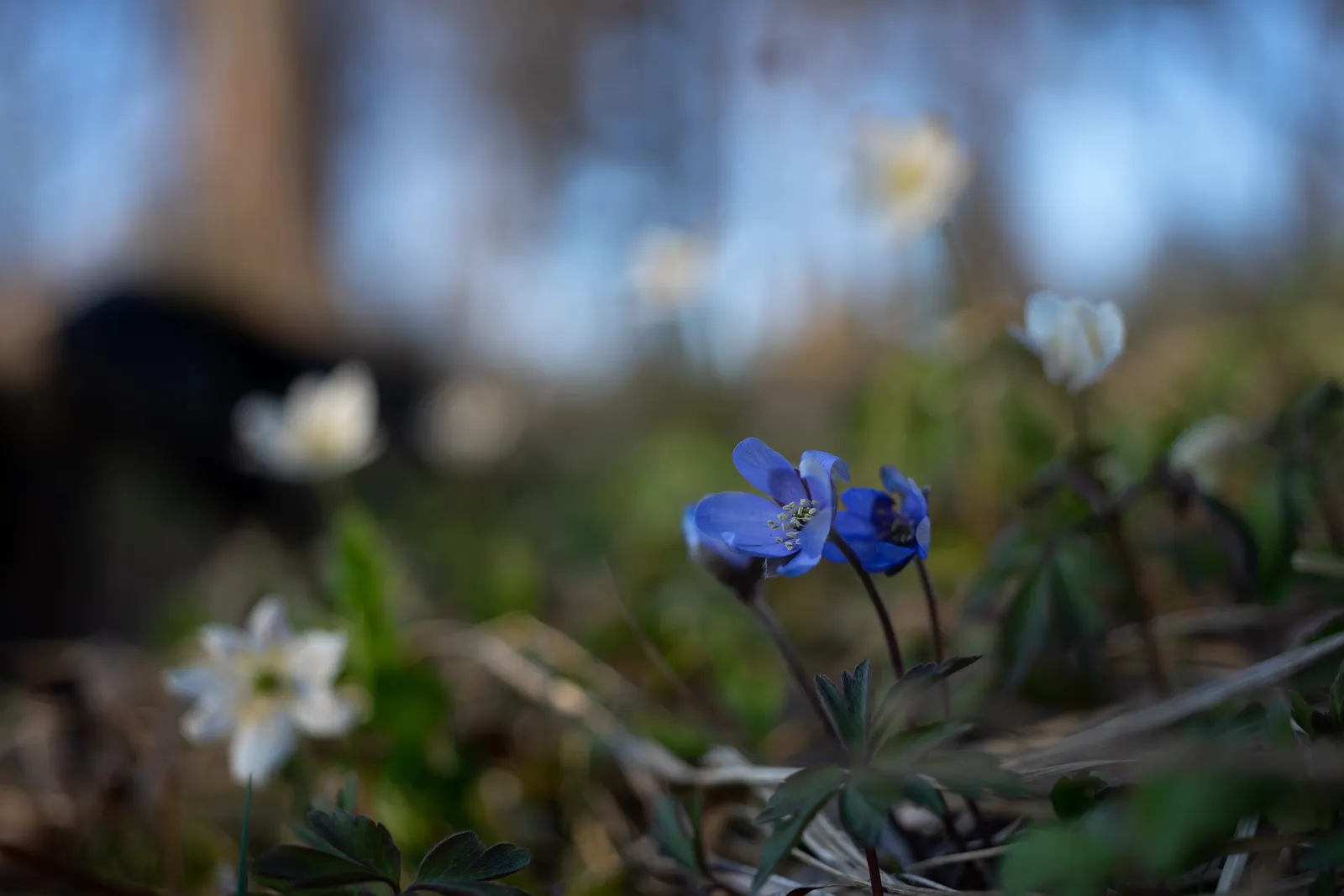 Liverleaf (Hepatica Nobilis) — exhibit a leathery texture; each possessing between 6 to 10 petal-like sepals, image 92
