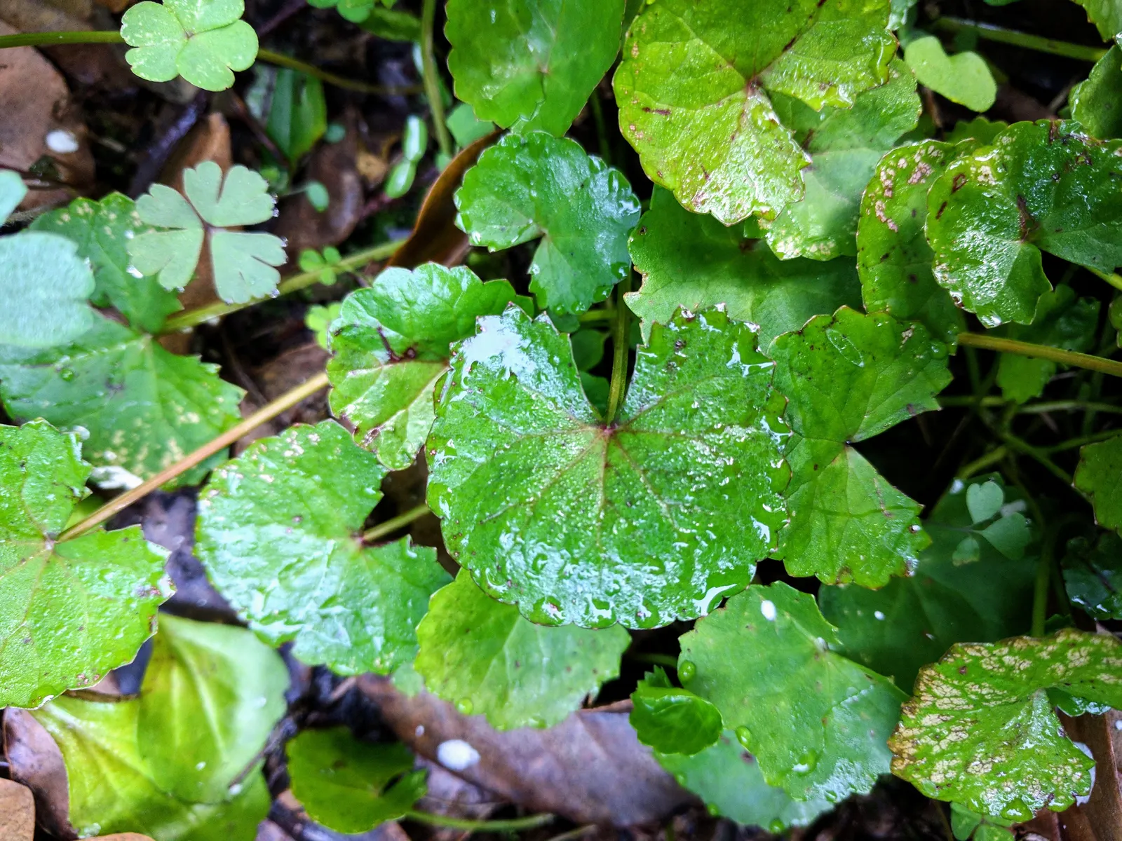 Liverleaf (Hepatica Nobilis) — They measure about 2 to 3 inches across; a low-maintenance groundcover, it adds a splash of color in woodland, image 165