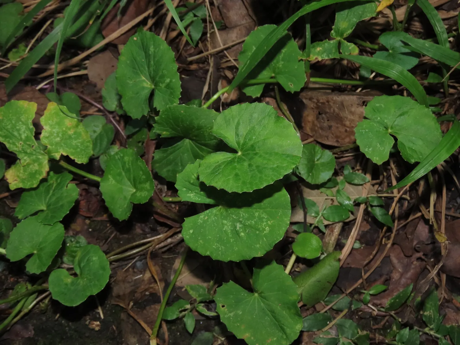 Liverleaf (Hepatica Nobilis) — blue flowers in the garden; providing year-round interest, image 109