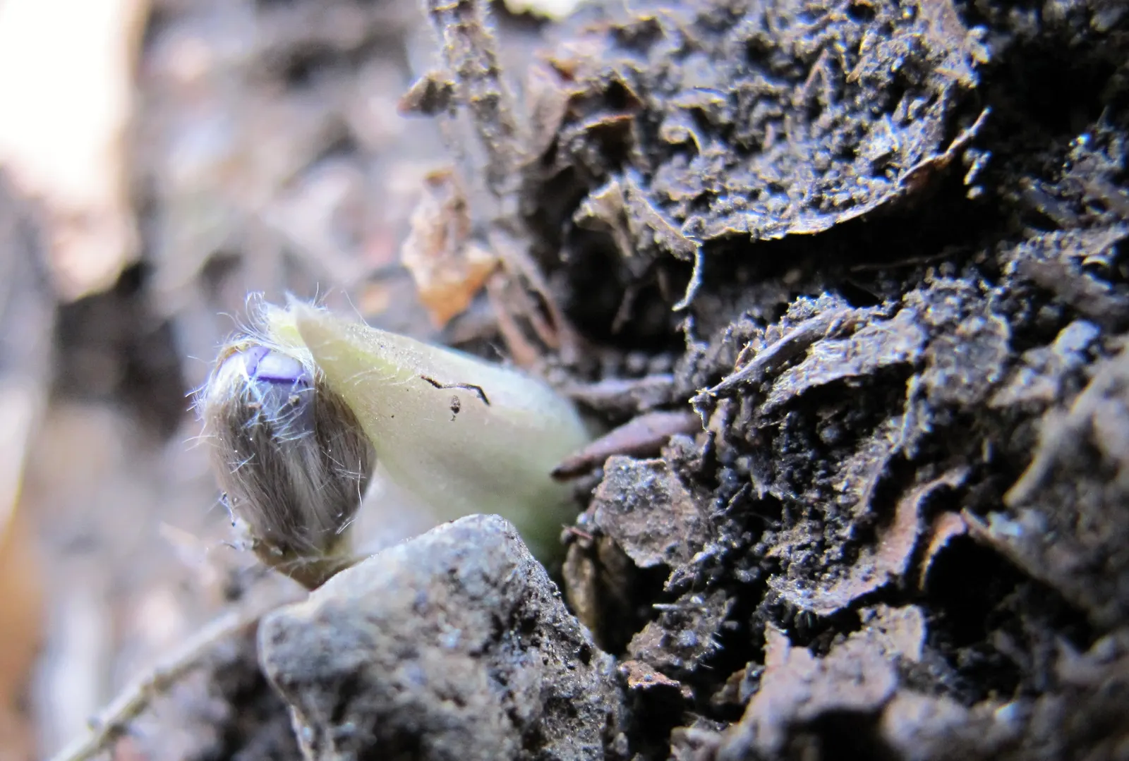 Liverleaf (Hepatica Nobilis) — the pennywort prefers well-drained; with a similar spread of 6 to 9 inches, image 134