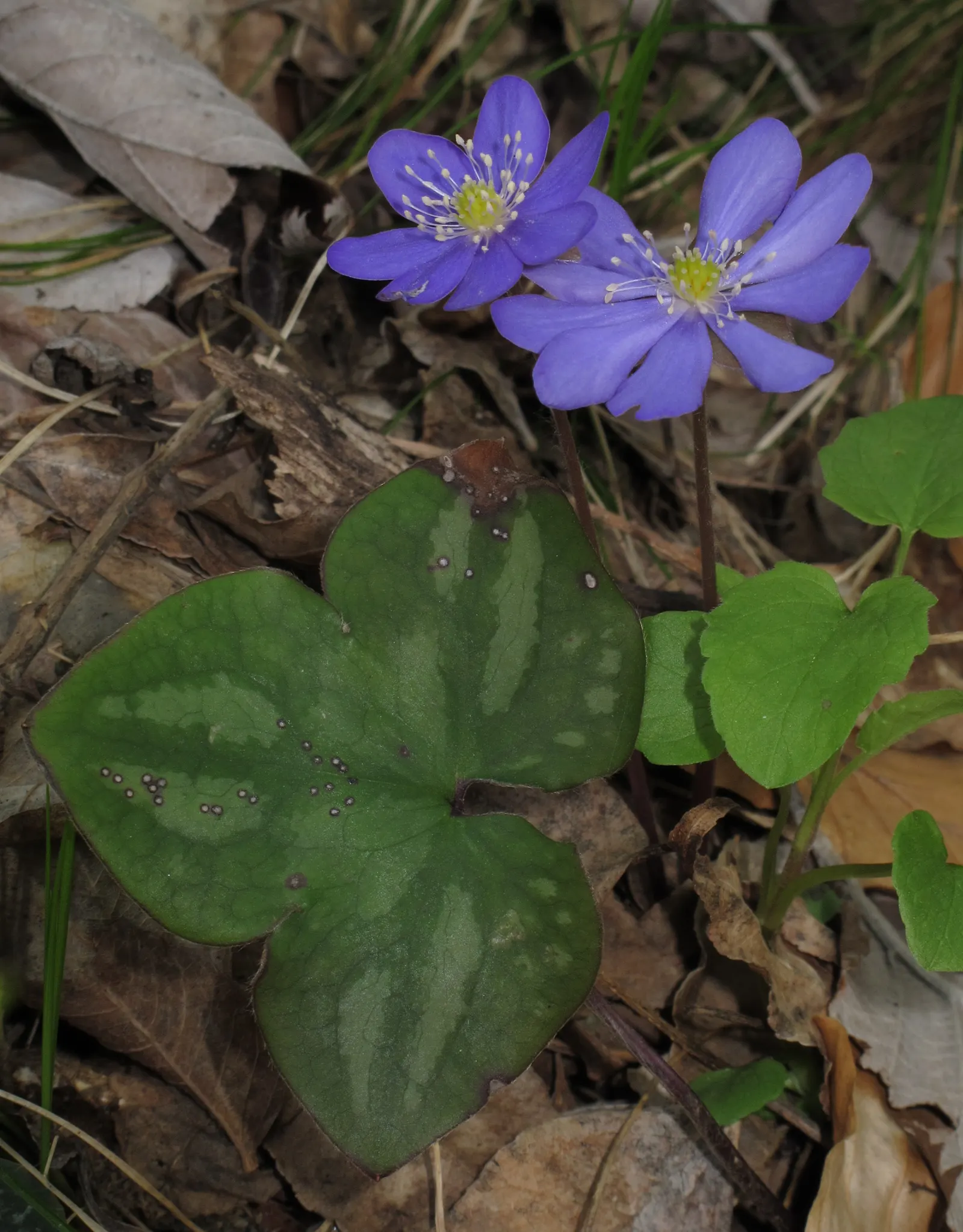 Liverleaf (Hepatica Nobilis) — the pennywort prefers well-drained