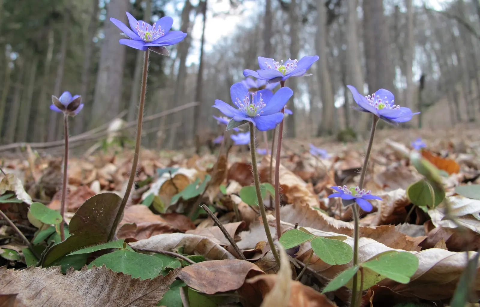 Liverleaf (Hepatica Nobilis) — Pennywort, or Hepatica nobilis, is an enchanting early-spring bloomer; thriving in partial to full shade, it demands, image 186