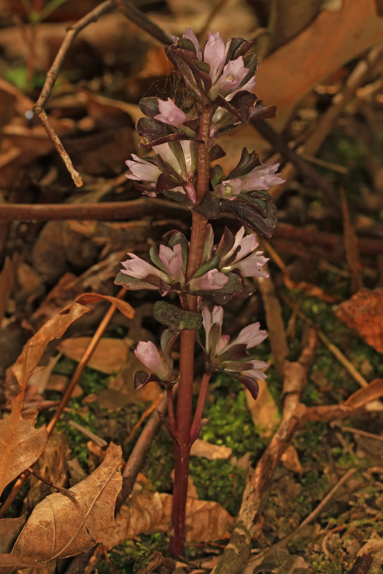 Liverleaf (Hepatica Nobilis) — Belonging to the buttercup family