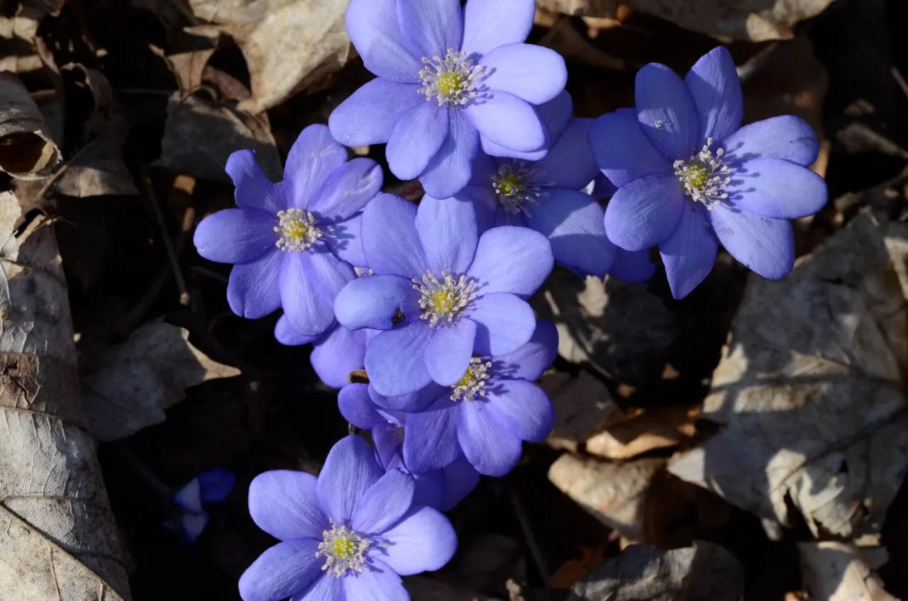 Liverleaf (Hepatica Nobilis) — Thriving in partial to full shade, it demands well-draining soil rich in organic matter; it is best positioned in, image 115