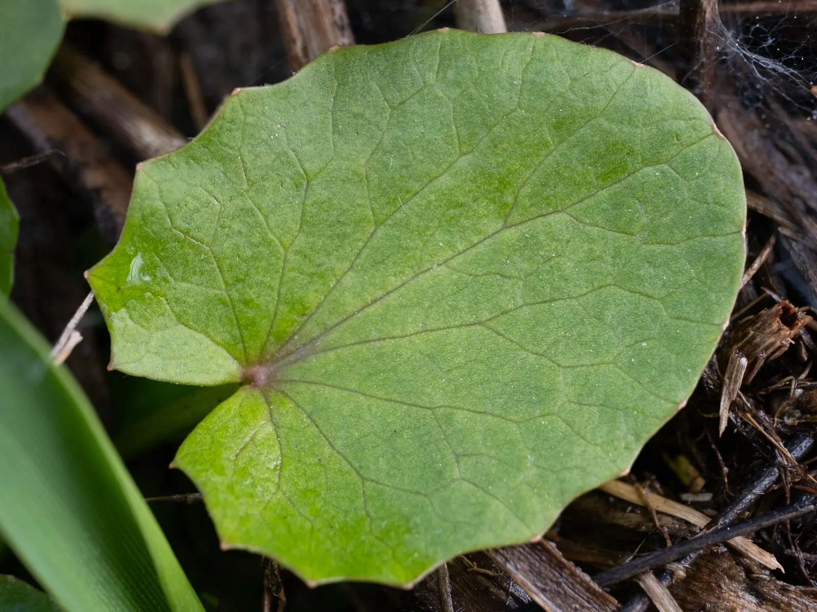 Liverleaf (Hepatica Nobilis) — this low-growing plant typically reaches heights of just 4 to 6 inches; the pennywort prefers well-drained, image 83