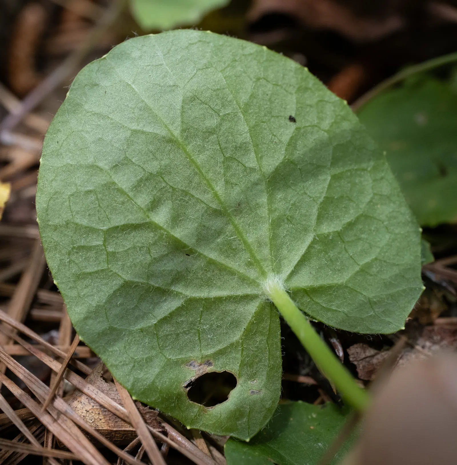 Liverleaf (Hepatica Nobilis) — or white.<br><br>The leaves of Hepatica nobilis are uniquely shaped; these evergreen leaves emerge in a beautiful