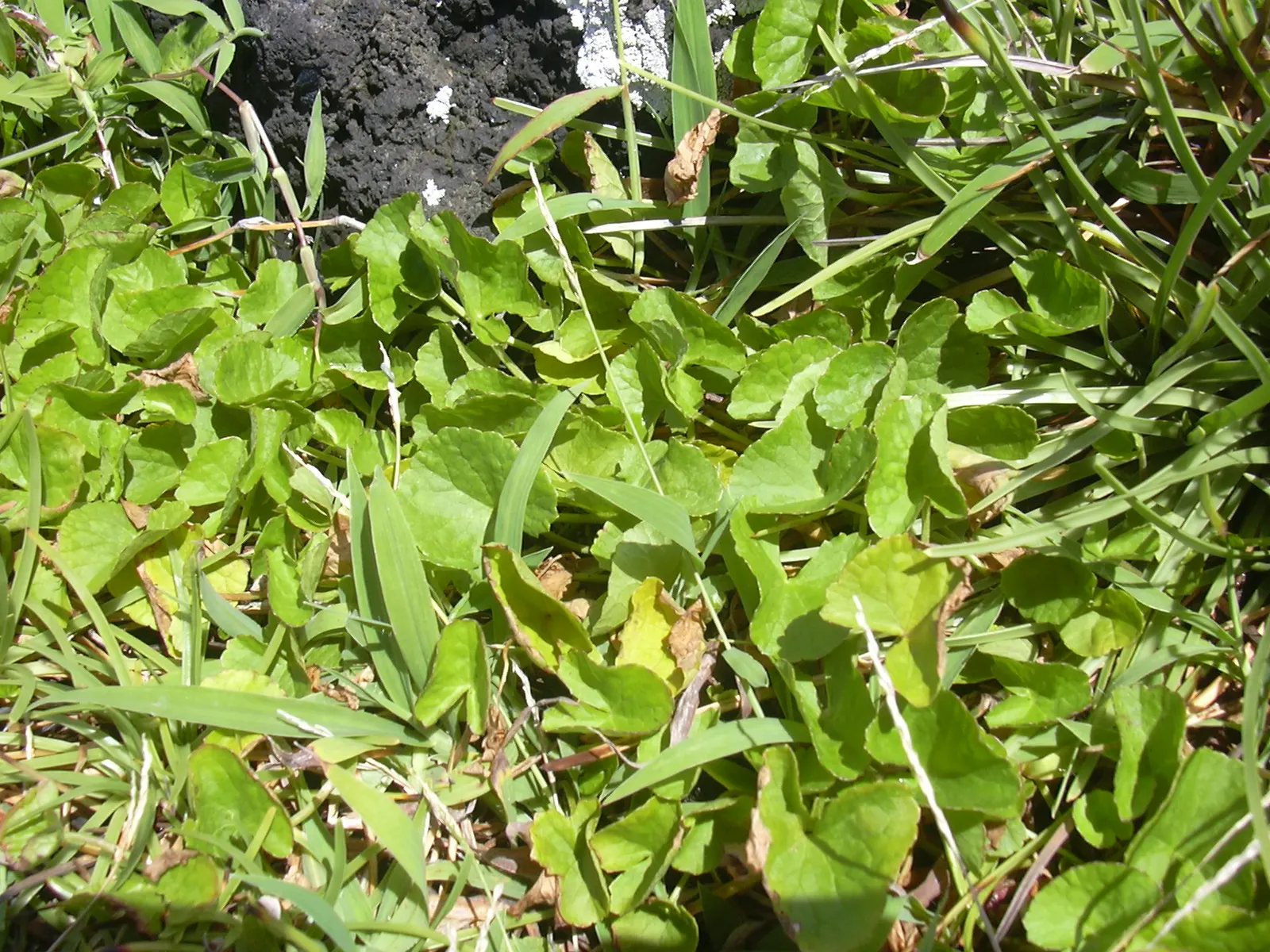 Liverleaf (Hepatica Nobilis) — and stay green throughout the winter, image 93