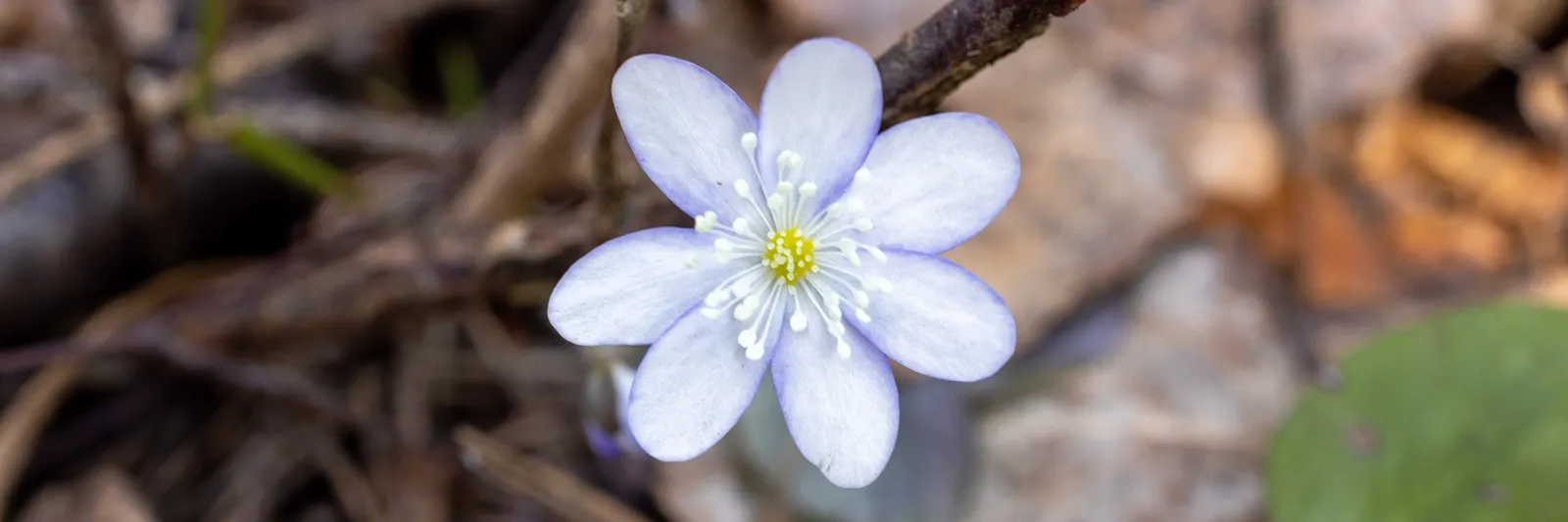 Liverleaf (Hepatica Nobilis) — blue flowers in the garden