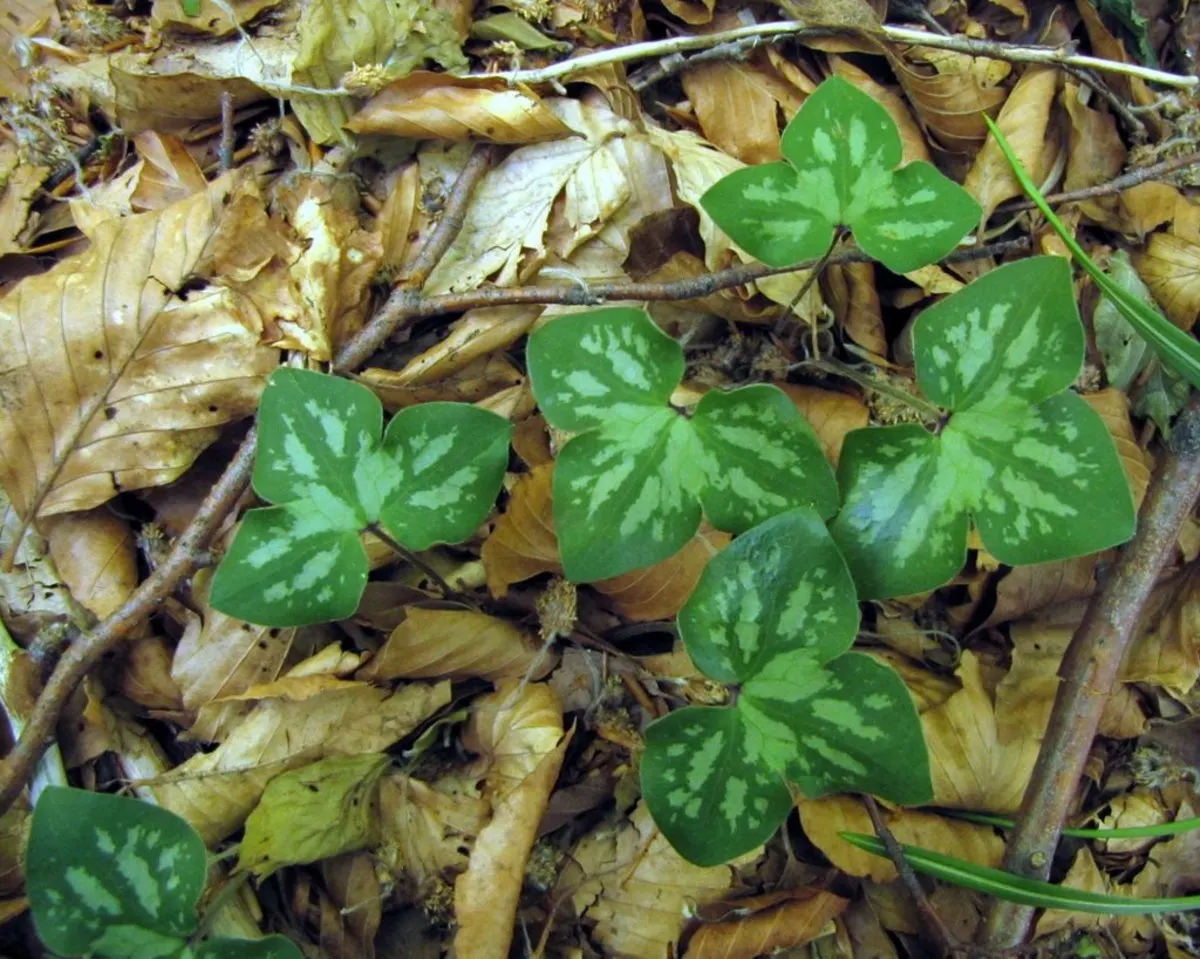 Liverleaf (Hepatica Nobilis) — is a charming herbaceous perennial that offers an early glimpse of spring with its delightful blooms; this, image 81