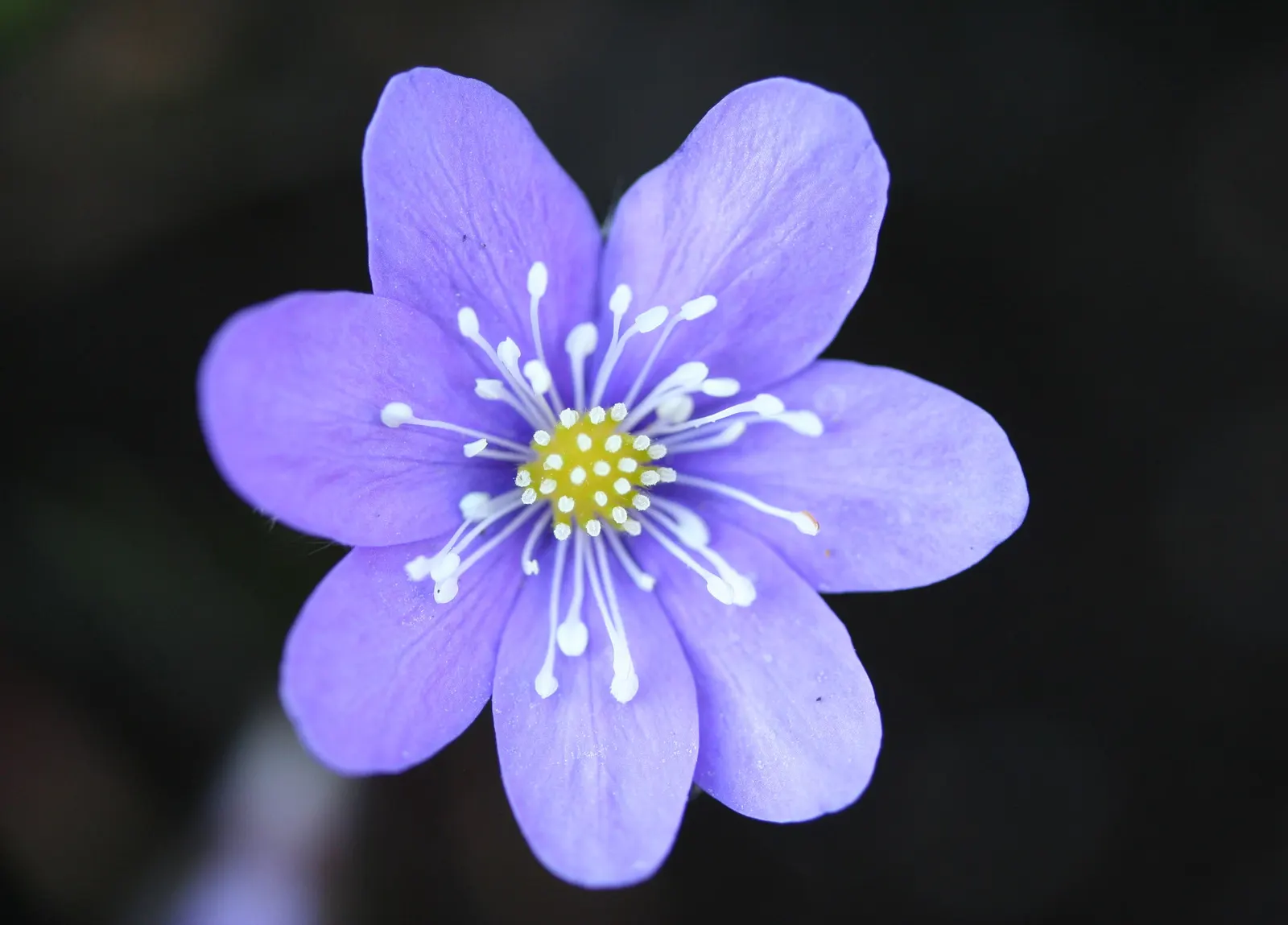 Liverleaf (Hepatica Nobilis) — They measure about 2 to 3 inches across
