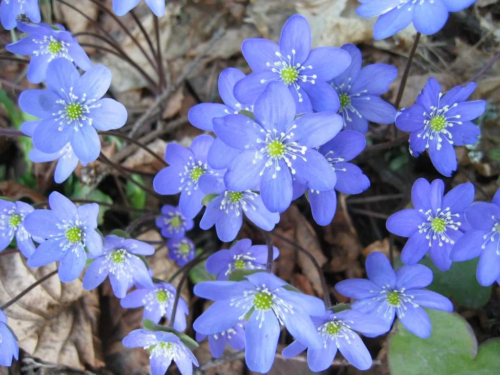 Liverleaf (Hepatica Nobilis) — or white.<br><br>The leaves of Hepatica nobilis are uniquely shaped; these evergreen leaves emerge in a beautiful, image 125