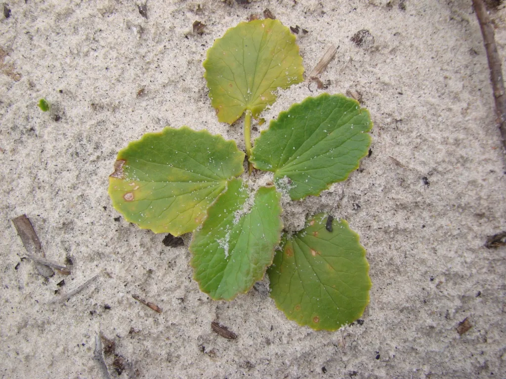 Liverleaf (Hepatica Nobilis) — this low-growing plant typically reaches heights of just 4 to 6 inches; the pennywort prefers well-drained
