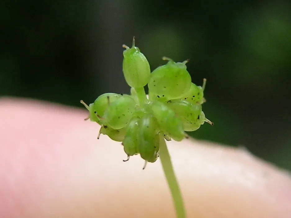 Liverleaf (Hepatica Nobilis) — or white.<br><br>The leaves of Hepatica nobilis are uniquely shaped; these evergreen leaves emerge in a beautiful, image 162
