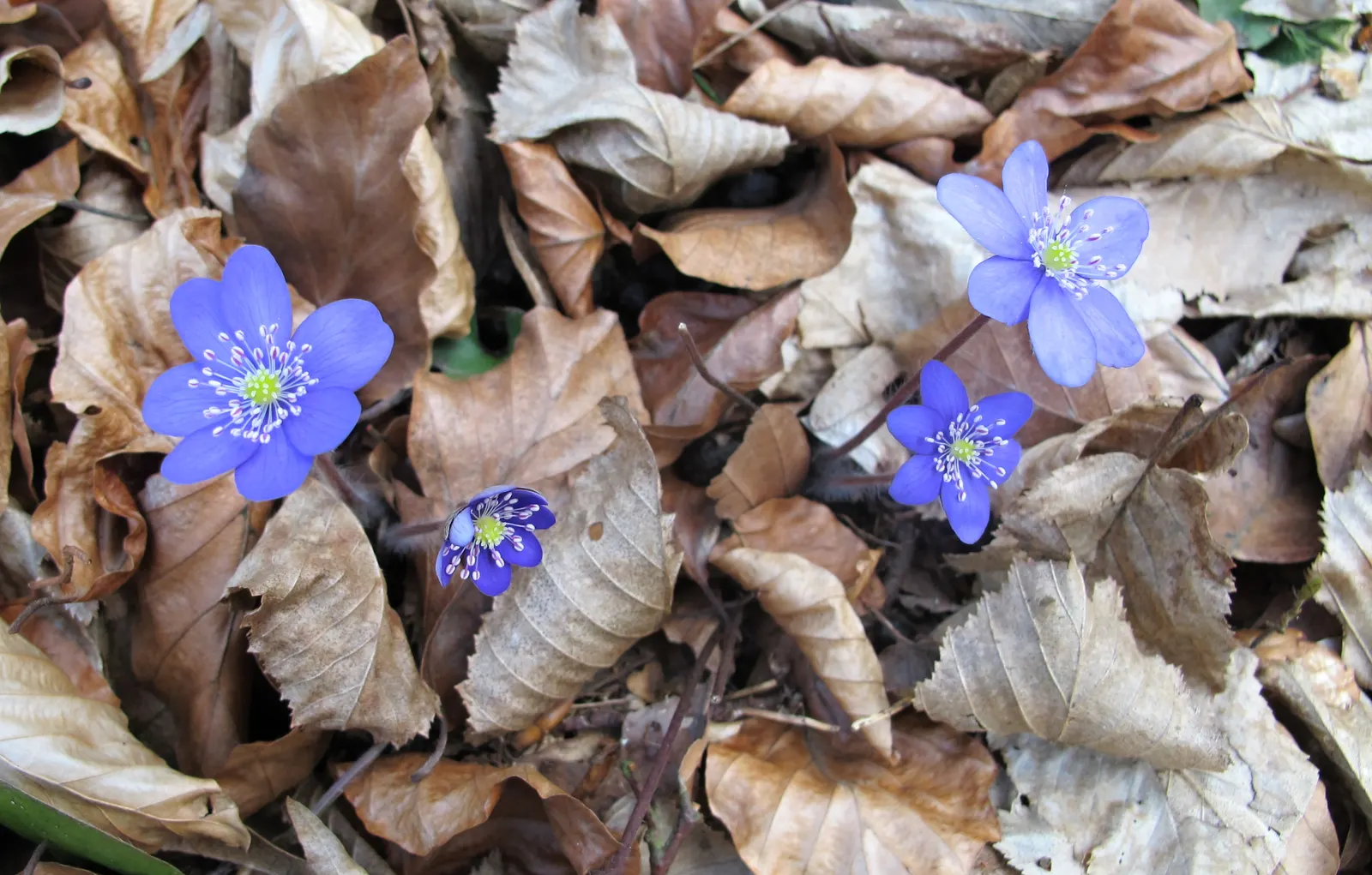 Liverleaf (Hepatica Nobilis) — exhibit a leathery texture