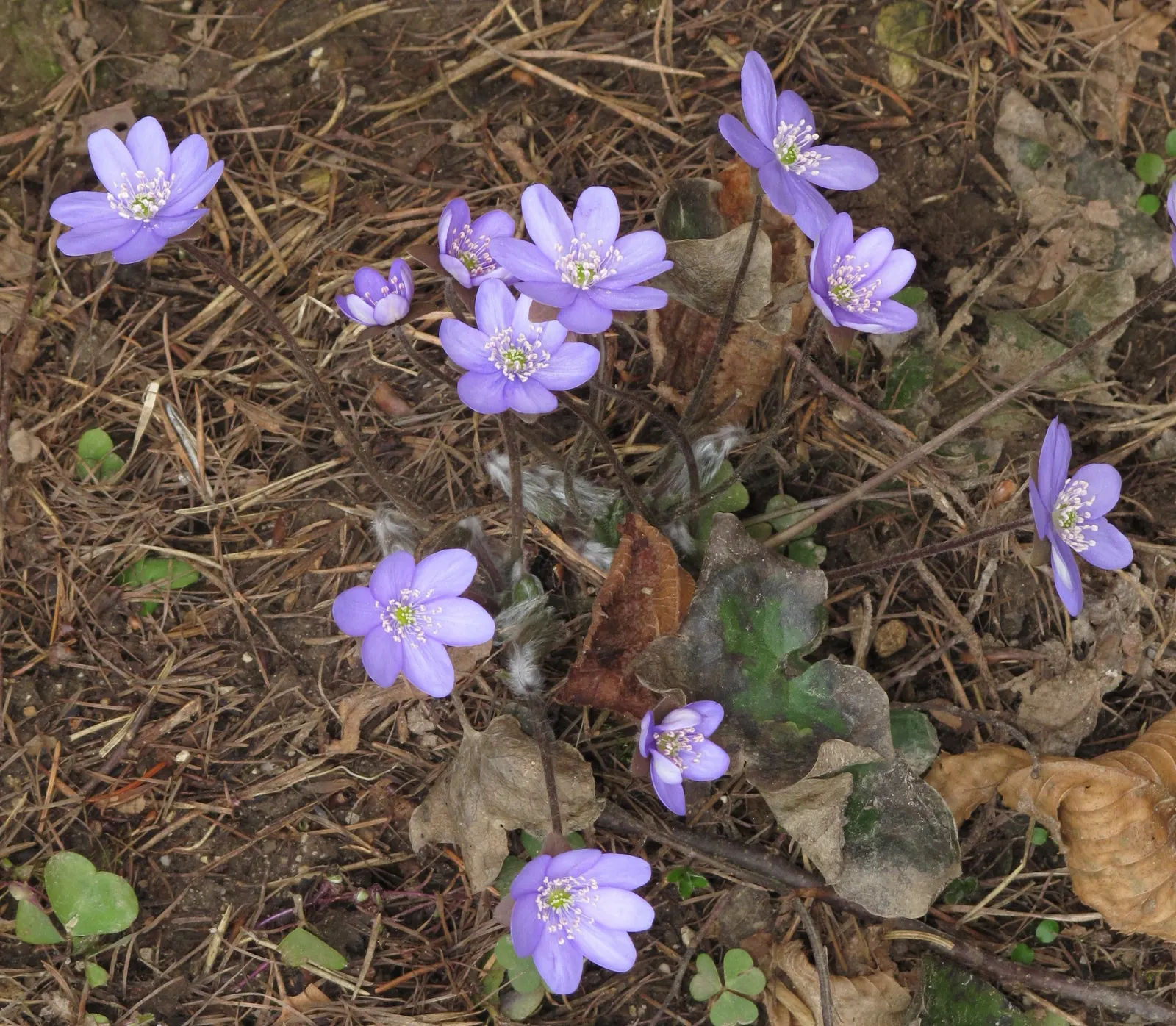 Liverleaf (Hepatica Nobilis) — Pennywort, or Hepatica nobilis, is an enchanting early-spring bloomer