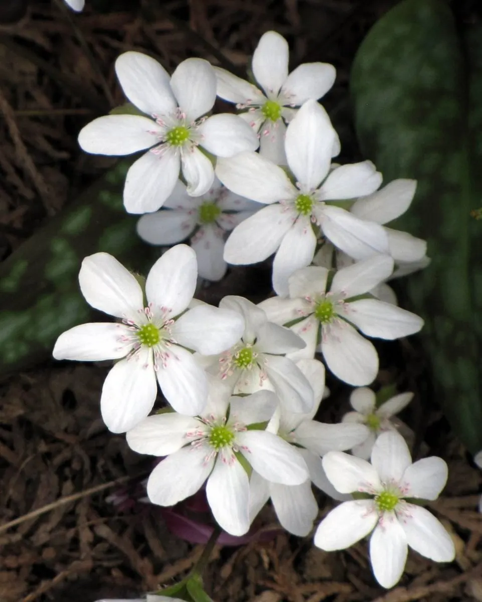 Liverleaf (Hepatica Nobilis) — commonly referred to as Pennywort or Liverwort