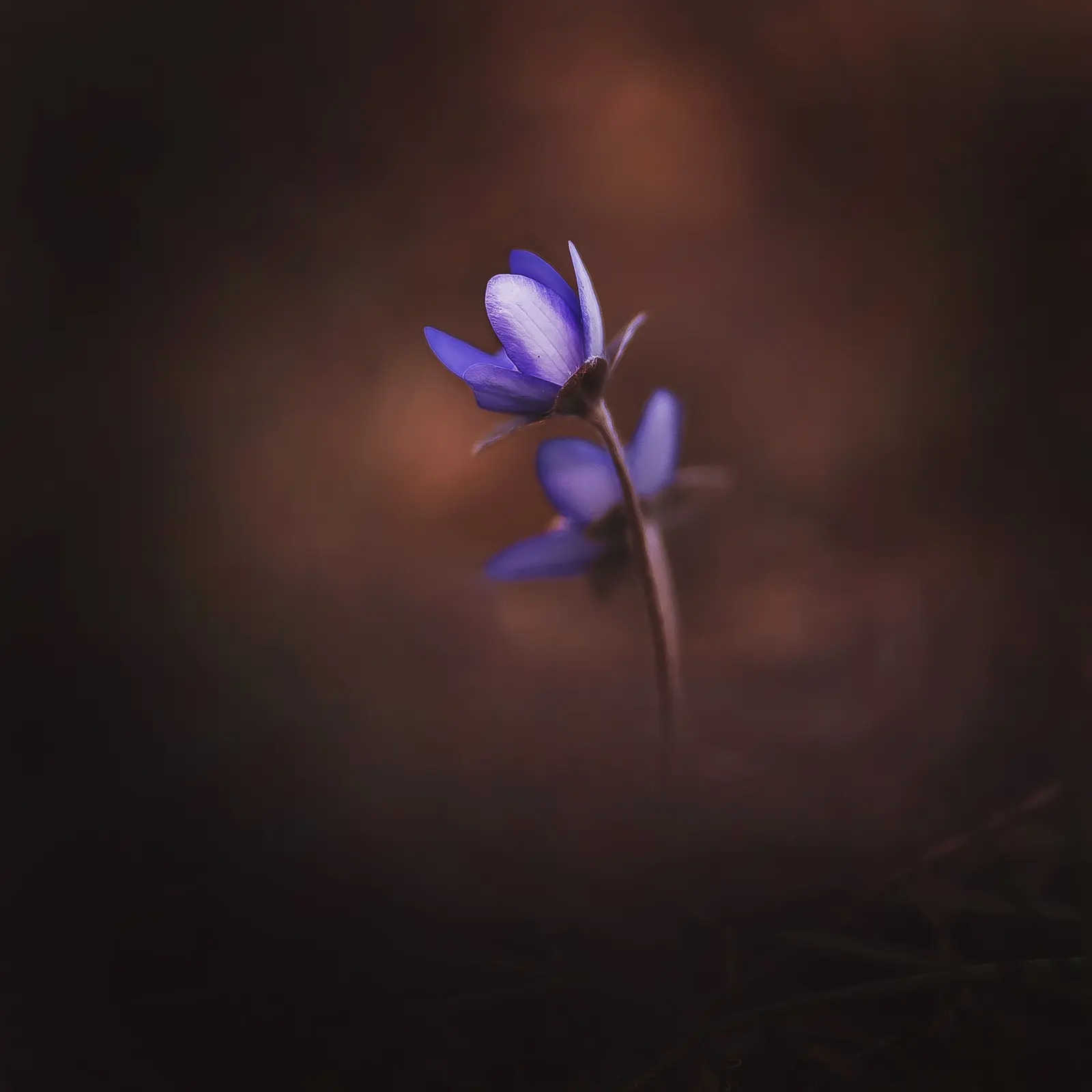 Liverleaf (Hepatica Nobilis) — or white.<br><br>The leaves of Hepatica nobilis are uniquely shaped; these evergreen leaves emerge in a beautiful, image 199