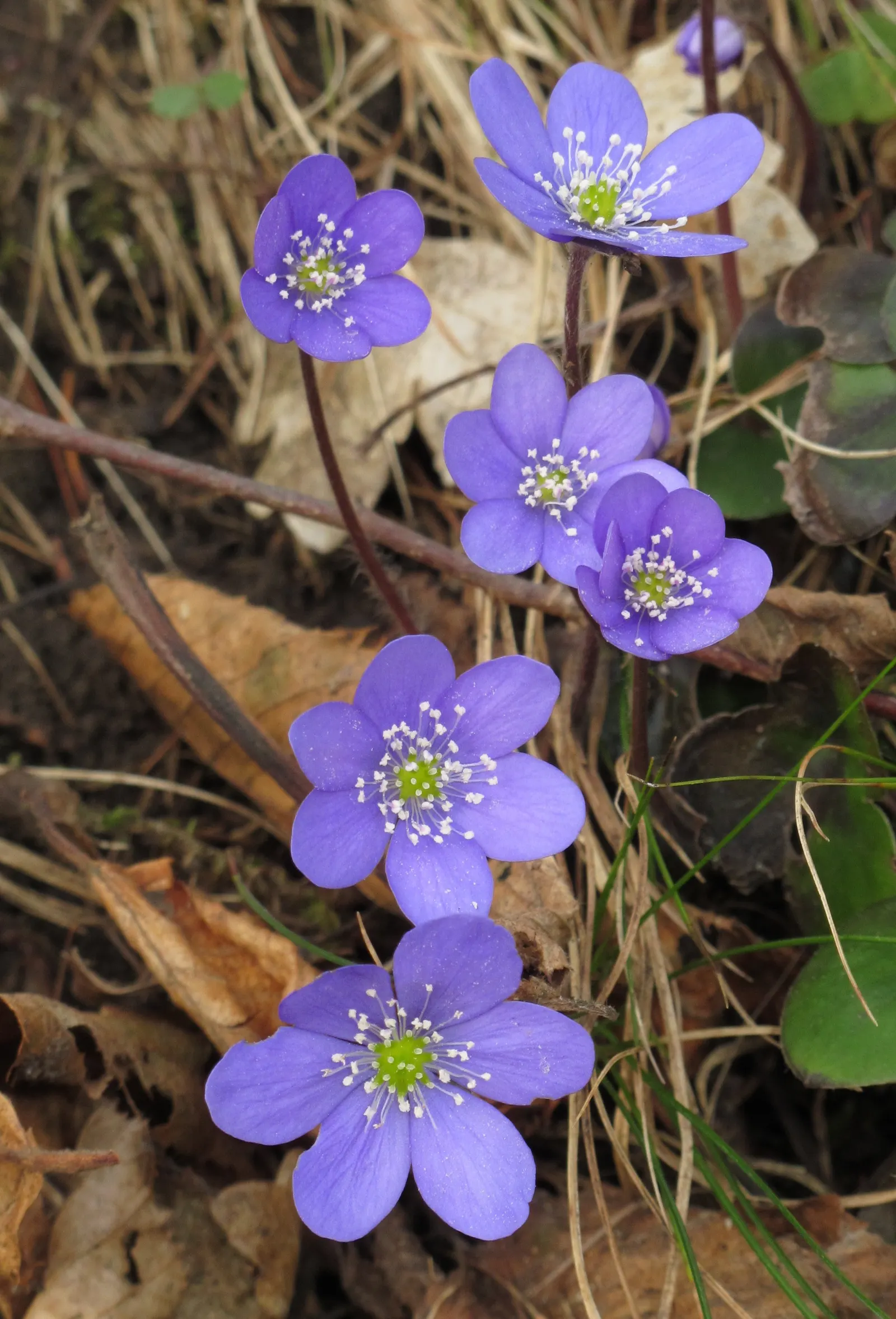 Liverleaf (Hepatica Nobilis) — the pennywort captivates onlookers with its strikingly delicate flowers; ground cover / perennial for shade, image 159