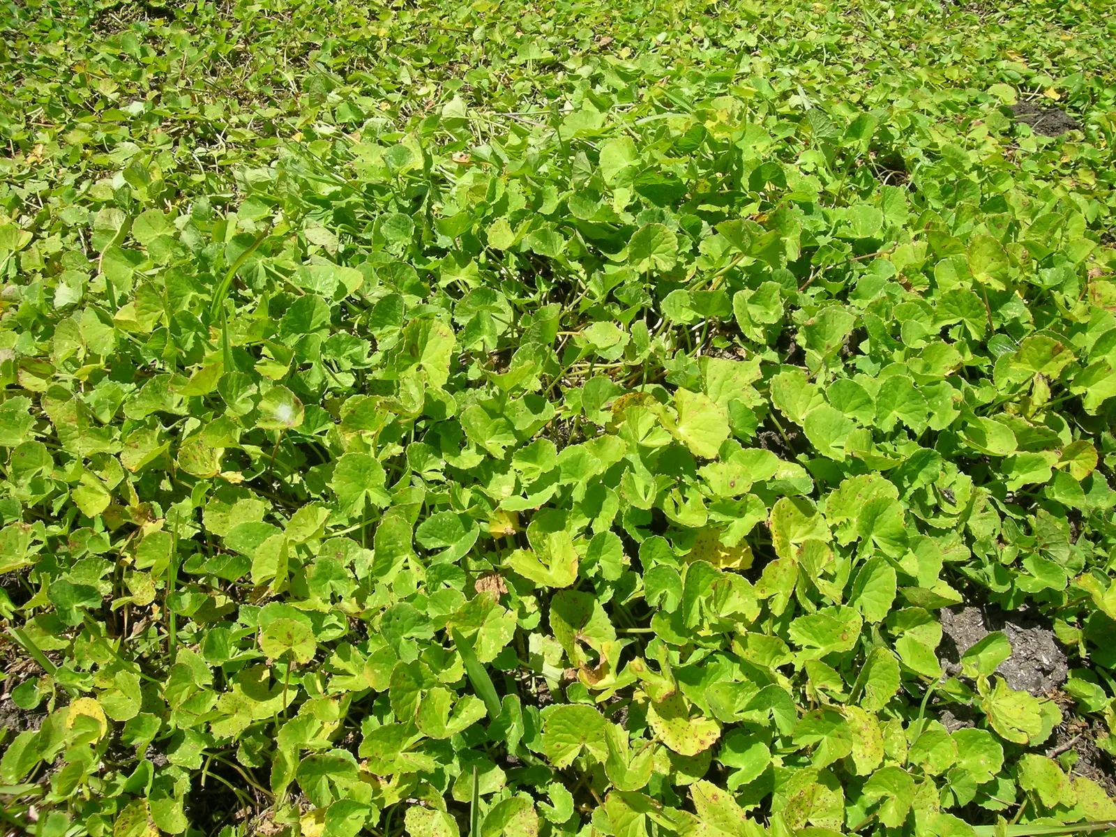 Liverleaf (Hepatica Nobilis) — each adorned by three lobed; exhibit a leathery texture, image 151
