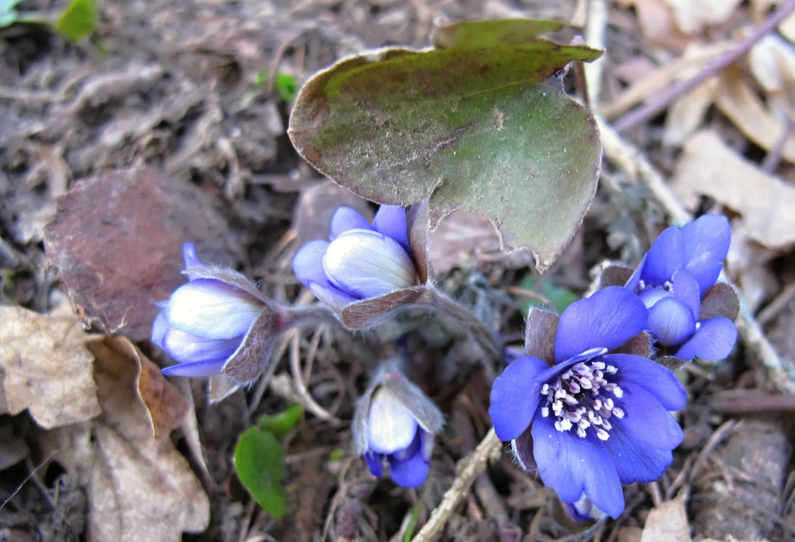 Liverleaf (Hepatica Nobilis) — humus-rich soils with a slight acidity to neutrality (pH 6.0 to 7.0); they measure about 2 to 3 inches across, image 172
