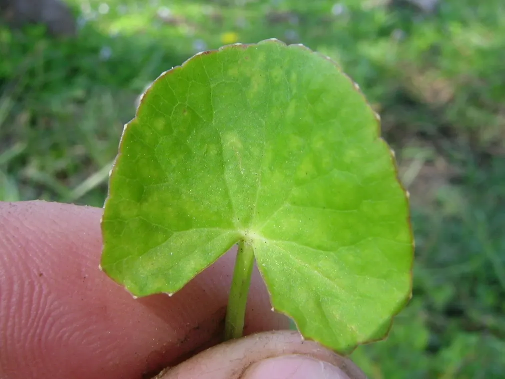 Liverleaf (Hepatica Nobilis) — or underplanting deciduous trees.<br><br>For the landscape client; belonging to the buttercup family, image 176