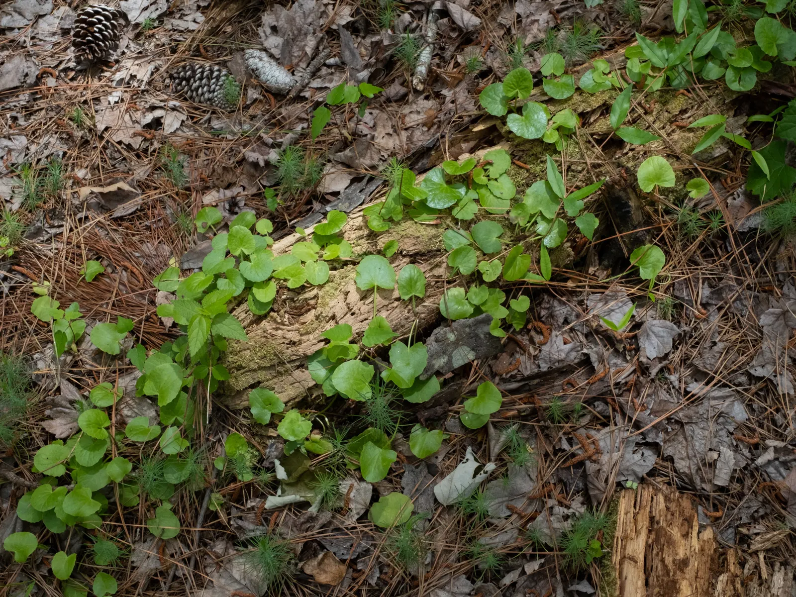 Liverleaf (Hepatica Nobilis) — onlookers will undoubtedly be enchanted by the subtle beauty and grace of the pennywort; which appear in shades of blue