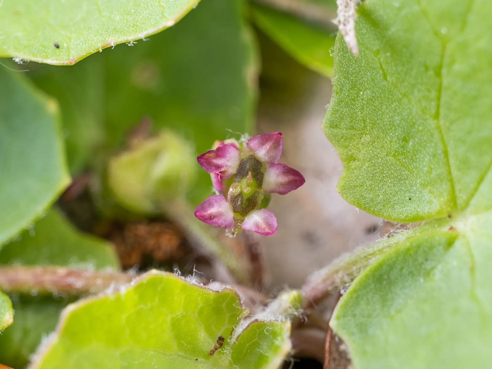 Liverleaf (Hepatica Nobilis) — or underplanting deciduous trees.<br><br>For the landscape client