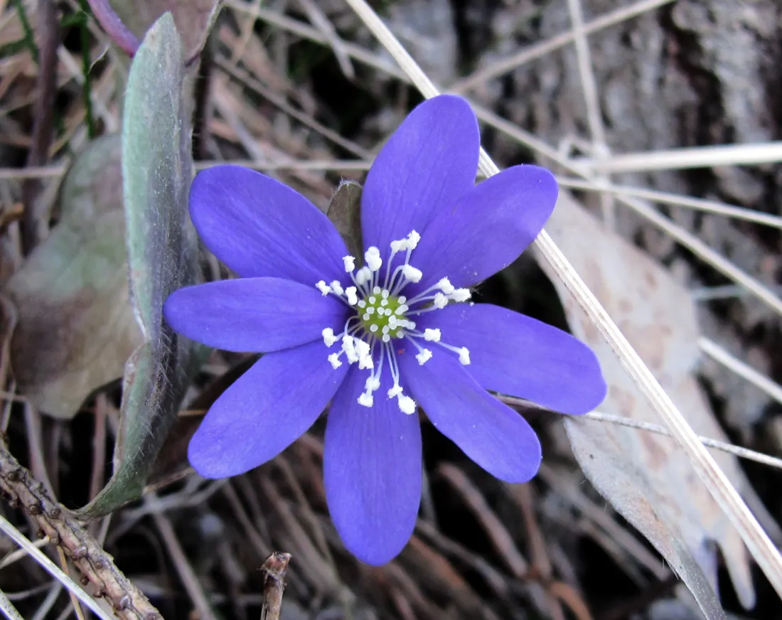 Liverleaf (Hepatica Nobilis) — It is best positioned in partial to full shade