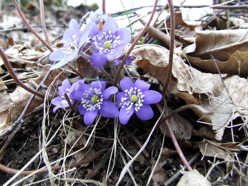 Liverleaf (Hepatica Nobilis) — the pennywort prefers well-drained; with a similar spread of 6 to 9 inches, image 171