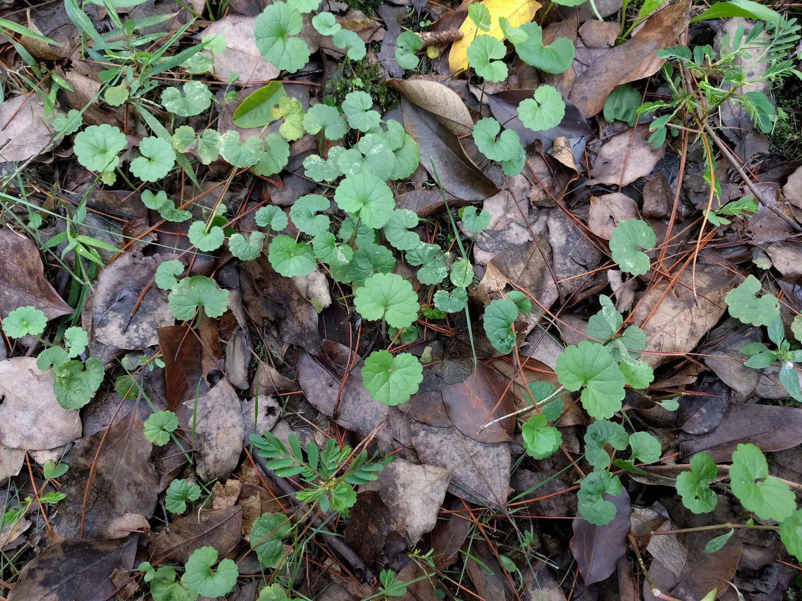 Liverleaf (Hepatica Nobilis) — Its early flowering fills the gaps before other perennials awake