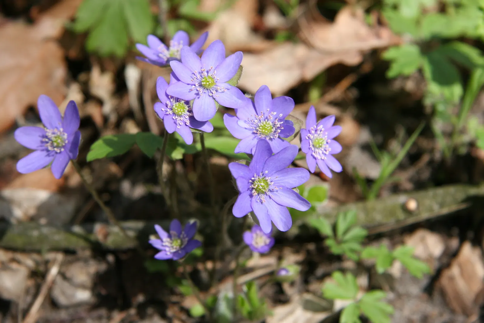 Liverleaf (Hepatica Nobilis) — With this captivating gem in the garden; commonly referred to as Pennywort or Liverwort, image 181