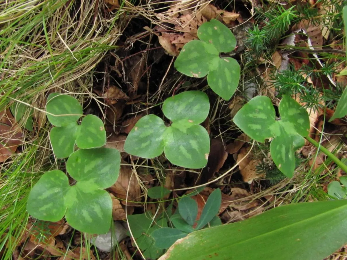 Liverleaf (Hepatica Nobilis) — which replicates its natural woodland habitat; its early flowering fills the gaps before other perennials awake