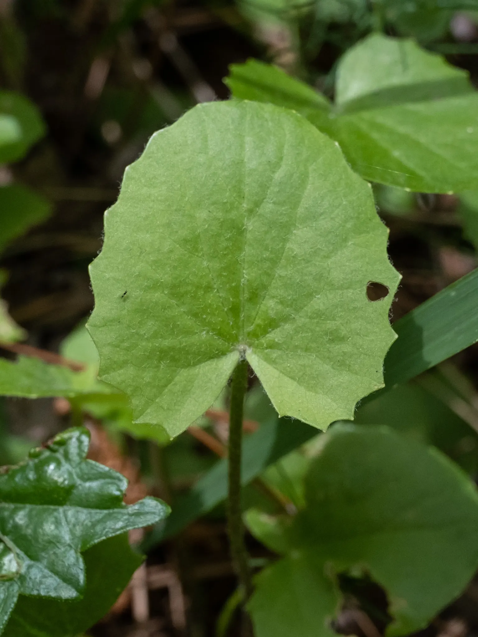 Liverleaf (Hepatica Nobilis) — which is the origin of its name