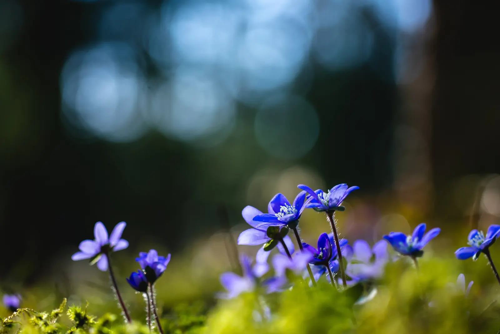 Liverleaf (Hepatica Nobilis) — commonly referred to as Pennywort or Liverwort; this petite perennial reaches about 4 to 6 inches in height