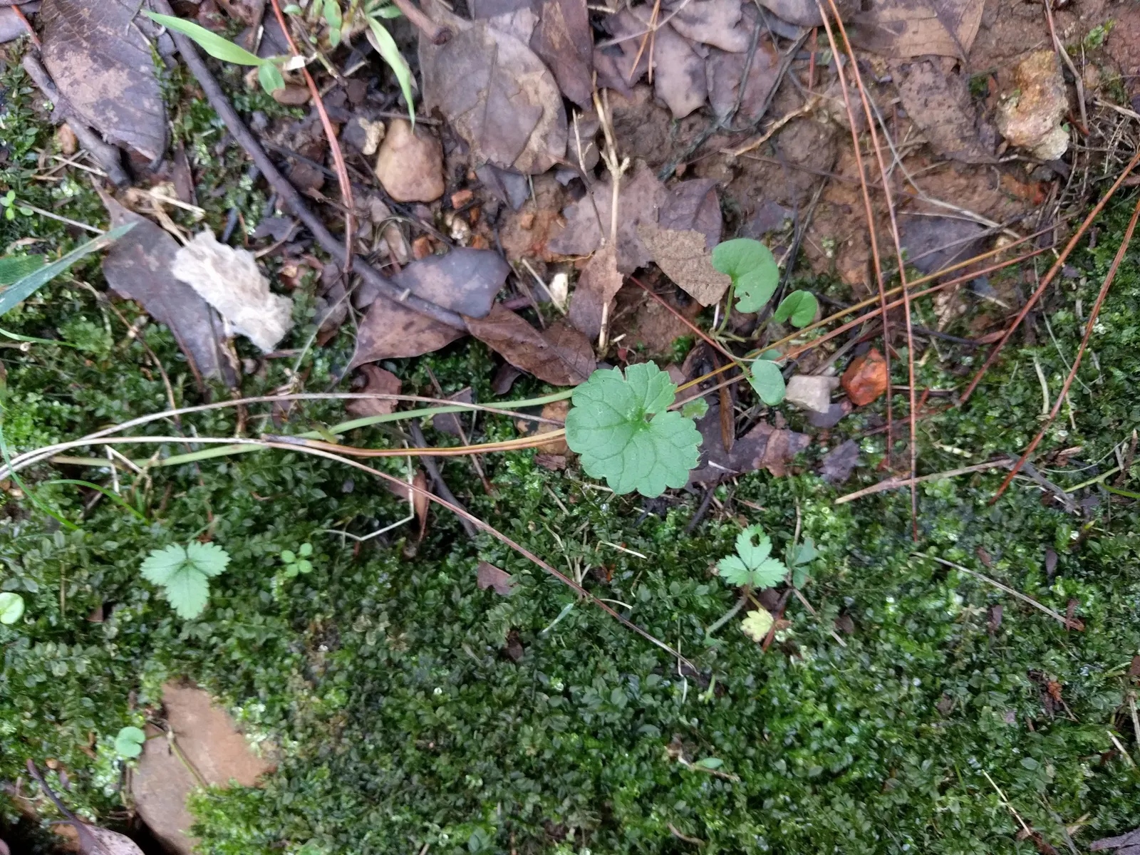 Liverleaf (Hepatica Nobilis) — which replicates its natural woodland habitat