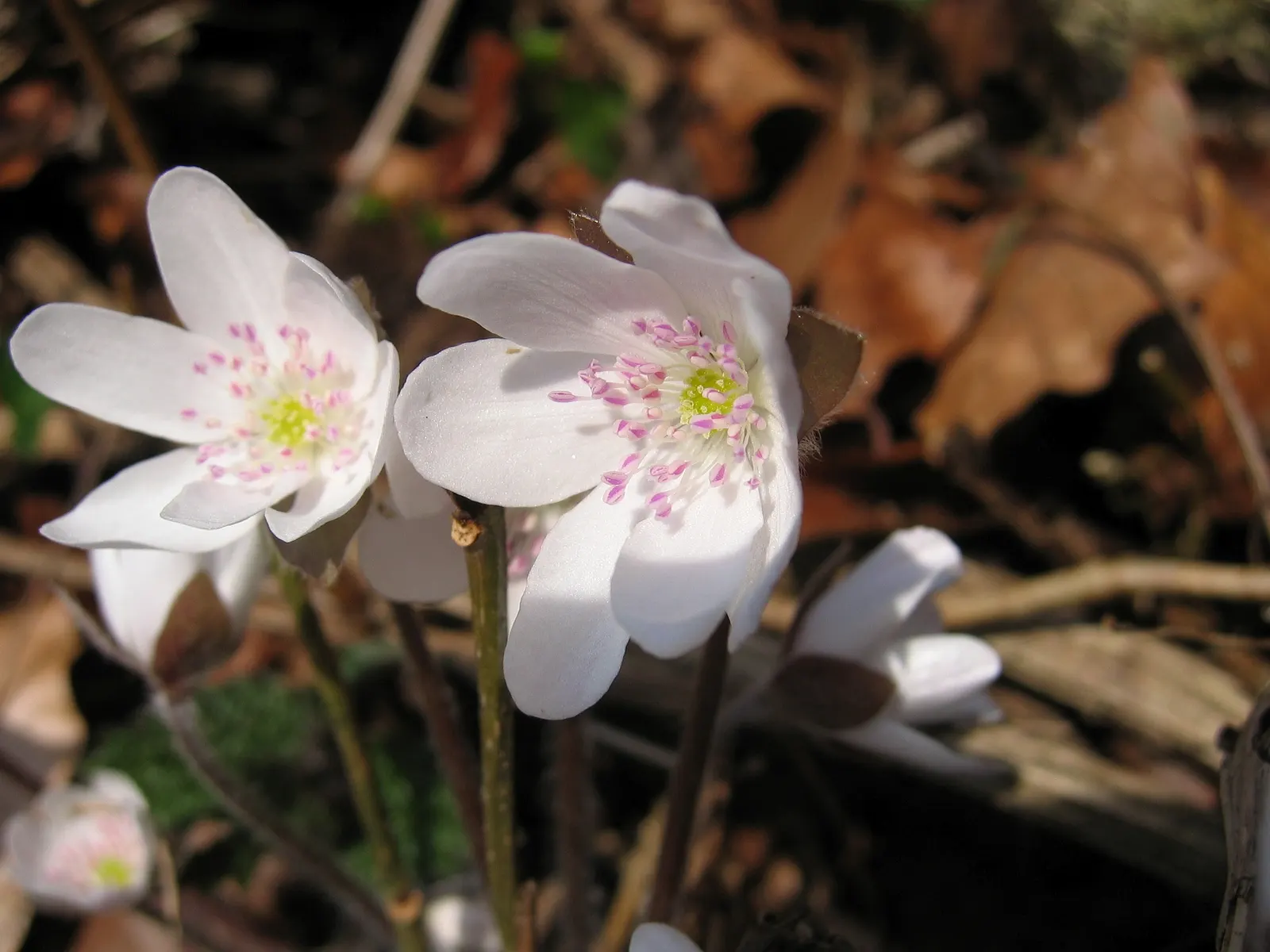 Liverleaf (Hepatica Nobilis) — the Hepatica nobilis offers a ground layer that is both aesthetically pleasing and low maintenance