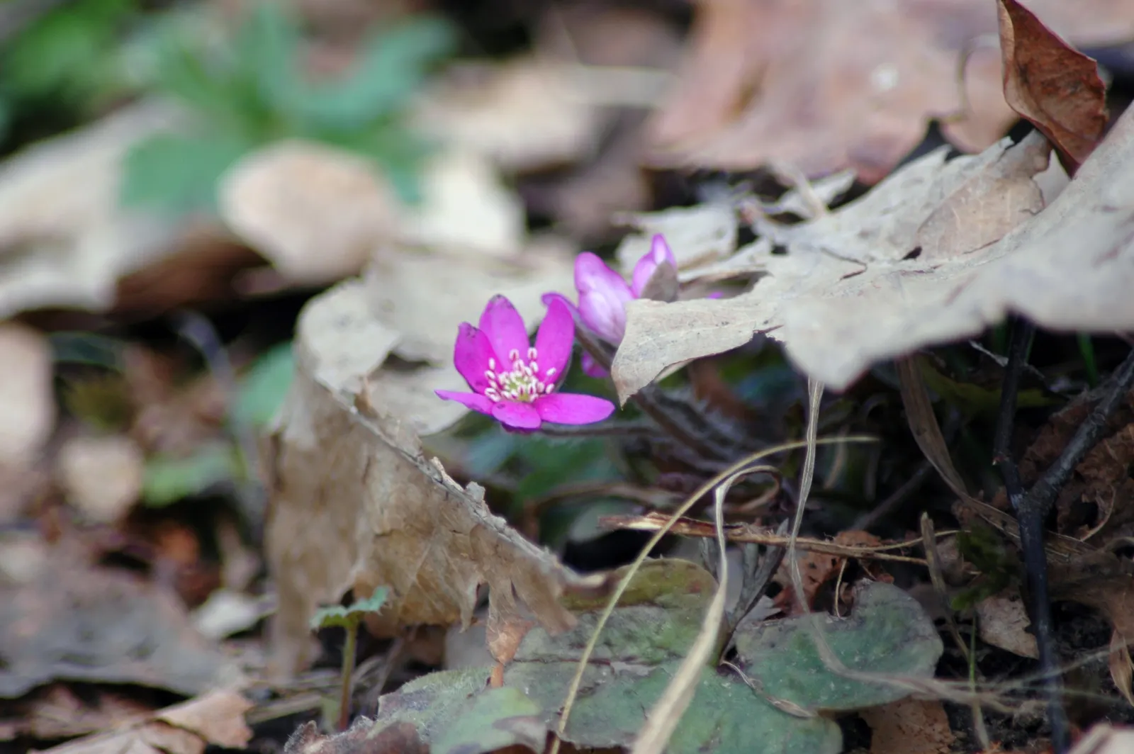 Liverleaf (Hepatica Nobilis) — humus-rich soils with a slight acidity to neutrality (pH 6.0 to 7.0); they measure about 2 to 3 inches across, image 135