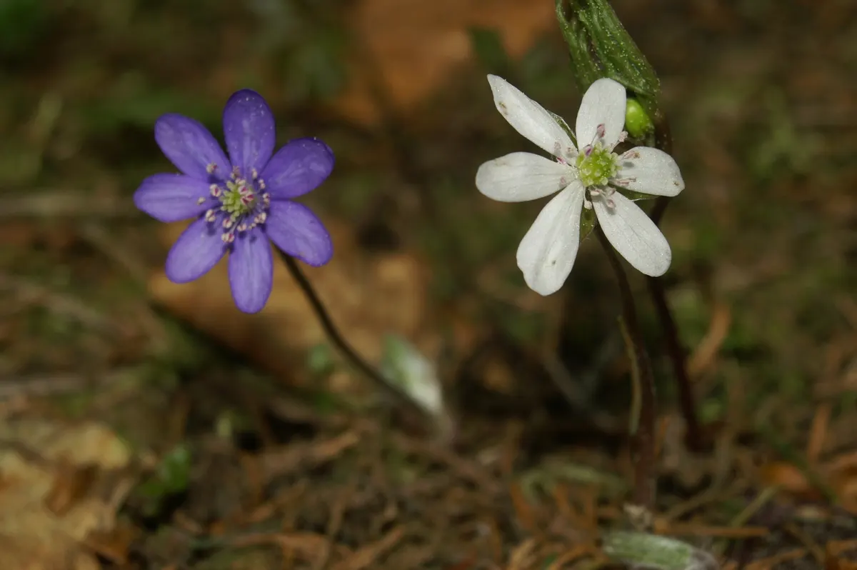 Liverleaf (Hepatica Nobilis) — requiring minimal care once established; bronze-purple hue during the spring before maturing to a rich, image 104