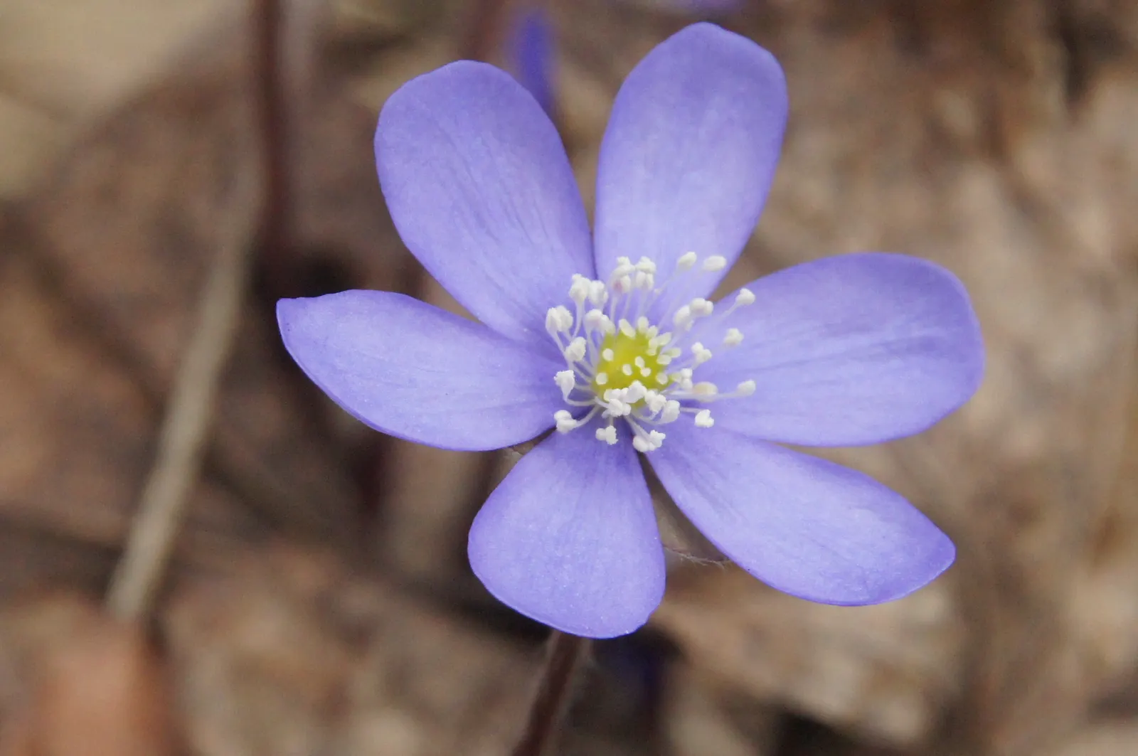 Liverleaf (Hepatica Nobilis) — which appear in shades of blue; or white.<br><br>The leaves of Hepatica nobilis are uniquely shaped
