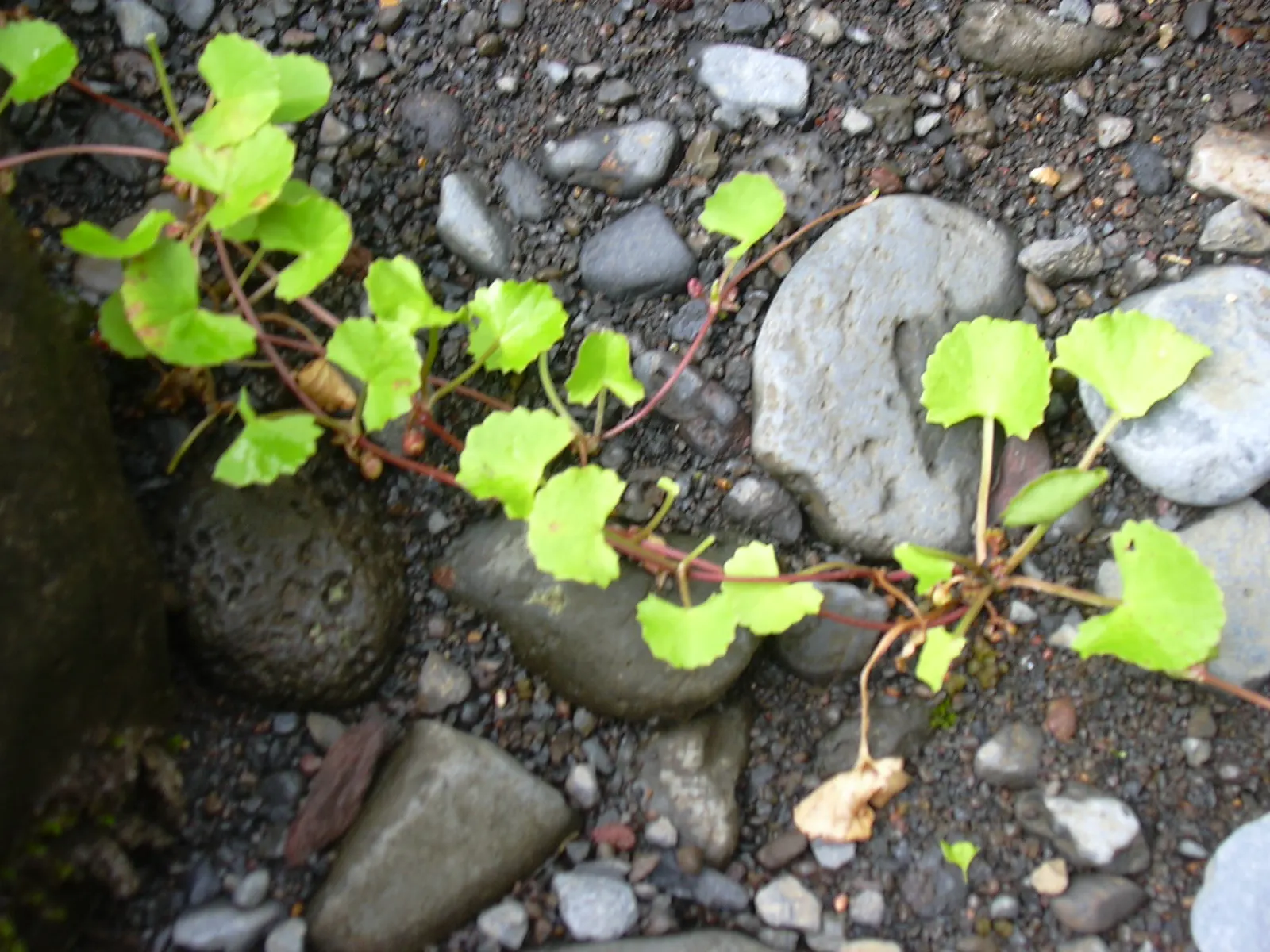 Liverleaf (Hepatica Nobilis) — Belonging to the buttercup family; which is the origin of its name, image 193